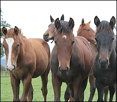 2011 weanling colts. Image: Candiese Marnewick