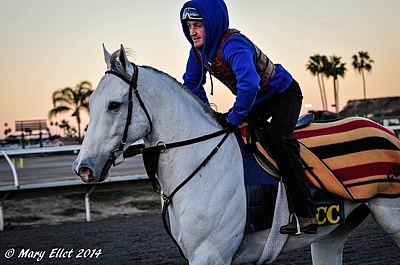 Za Approval, photographed the day before running in the Gr2 Seabiscuit Handicap. Image: Mary Ellet Photography