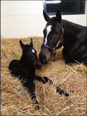Zenyatta with her Bernadini colt foal. Image from Bernadini's official Facebook page.