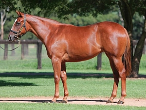Thurlow, grand-daughter of King's Chapel who placed in an Australian Gr3. Photo: Pearl Bloodstock