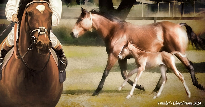 Frankel, Chocolicious and her filly foal. Image: Virginia Harvey