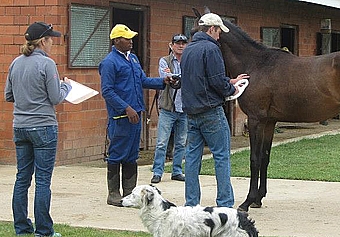 Checking the microchip. Image: Yellow Star Stud