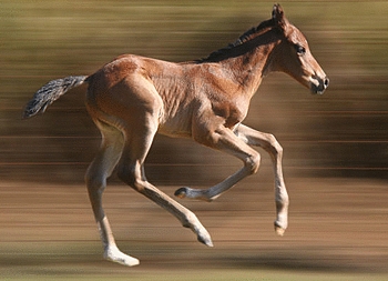 Oratorio colt out of Victoria by Albert Hall. Image: Ian Todd