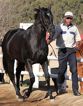 Summerview's Cedar Wood pictured at the National Two Year Old sale. Photo: Candiese Marnewick