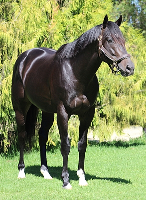 Noble Tune. Image: Candiese Marnewick