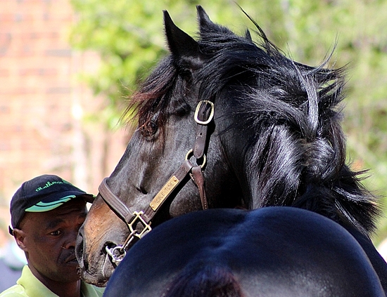 Noble Tune at the Rathmor Stallion day. Images: Candiese Marnewick.