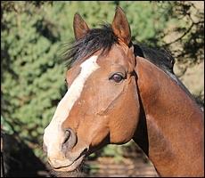 Bezrin(USA), Rathmor Stud. Image: Candiese Marnewick