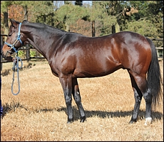 Kildonan, Yellow Star Stud. Image: Candiese Marnewick