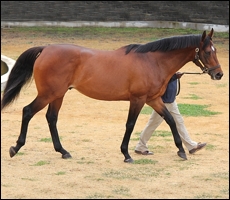 Traffic Guard(USA), Summerhill Stud. Image: Candiese Marnewick