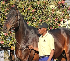 Damage Is Done, Yellow Star Stud. Images: Candiese Marnewick