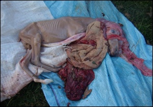 Abortion. Image: Bosch Hoek Equine Hospital