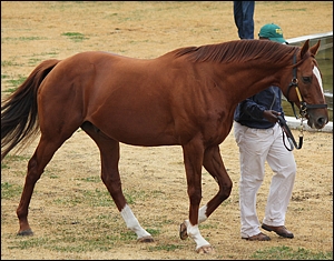 Admire Main, 2012 Investec Summerhill Stallion Day. Image: Candiese Marnewick