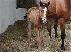 A.P. Answer(USA) x Admirer by Capture Him(USA)