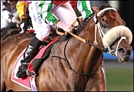 Bankable - Summerhill Stud