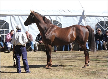 Mon Sang by A.P. Indy