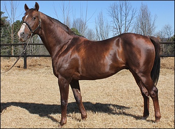 Mon Sang by A.P. Indy