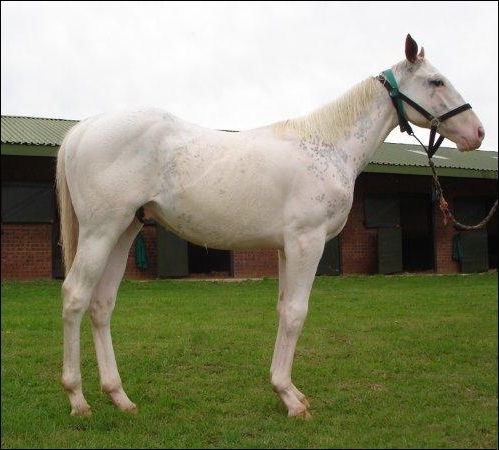 Gran Blanco at Rathmor Stud. Image: Rathmor Stud