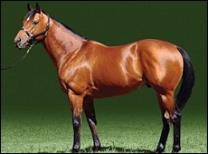 Newton - Bush Hill Stud