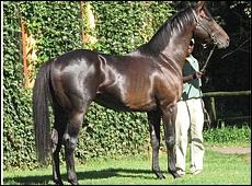 Solskjaer - Summerhill Stud