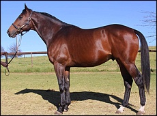 Spanish Harlem - Middlefield Stud