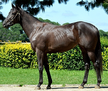 Top-seller for R250 000, Salander. Image: Summerhill Stud