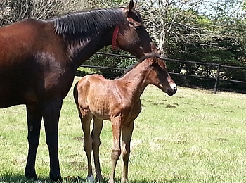 Gran Blanco's full-sister by Kahal. Image: Candiese Marnewick
