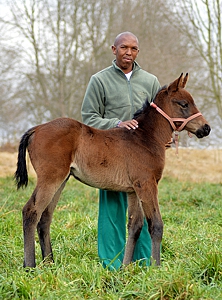 Golden Sword - Golden Song. Image: Summerhill Stud