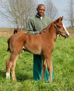 Golden Sword - Stylish Image by Kahal. Image: Summerhill Stud