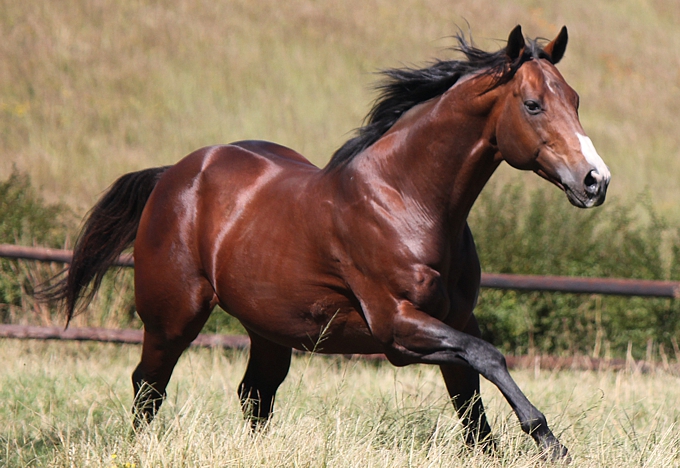 A.P. Answer at Clifton Stud. Image: Candiese Marnewick