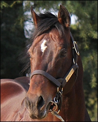 Spectrum, standing at Yellow Star Stud. Image: Candiese Marnewick