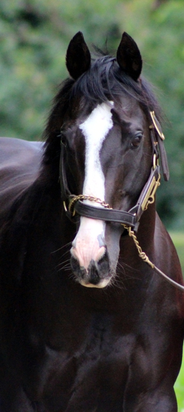 Mogok emerging along the beautiful paved lane at Scott Bros' Highdown Stud. Image: Candiese Marnewick