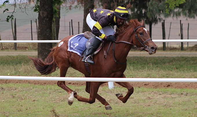 Lot 42 by Kildonan. Image: Candiese Marnewick