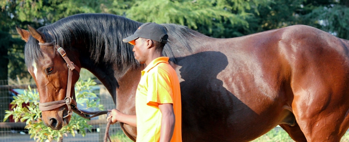 Daring Bid at the Yellow Star Stud Stallion Day 2012. Image: Candiese Marnewick