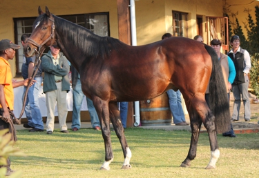Daring Bid at the Yellow Star Stud Stallion Day 2012. Image: Candiese Marnewick