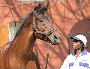 Kahal, Bush Hill Stud Stallion Day. Image: Candiese Marnewick