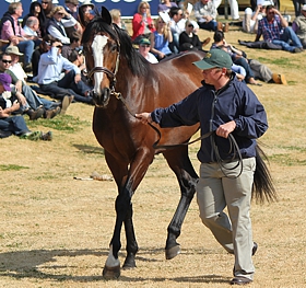 Golden Sword(GB). Image: Candiese Marnewick