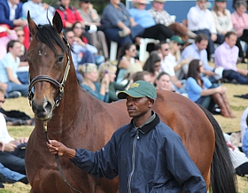 Brave Tin Soldier(USA). Image: Candiese Marnewick