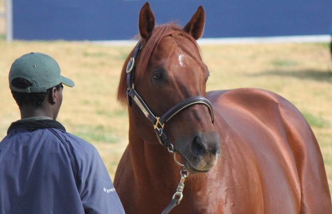 Visionaire at the Investec Summerhill Stallion Day 2013Image: Candiese Marnewick