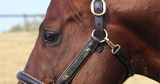 Visionaire at the 2013 Summerhill Stallion Day. Image: Candiese Marnewick
