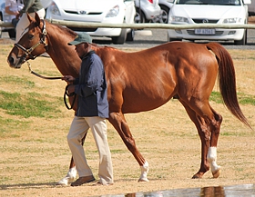 Admire Main(JPN). Image: Candiese Marnewick