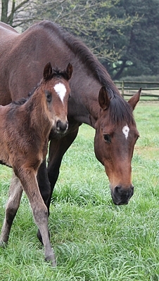 Lydara at Roski Stud, with Julidar as a foal.