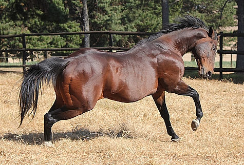 Spectrum at Yellow Star Stud, 2013. Images: Candiese Marnewick.