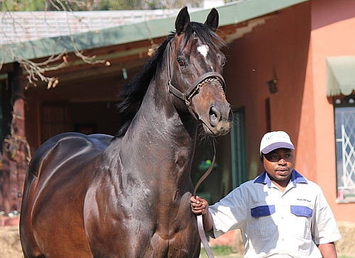 Toreador at the recent Bush Hill Stud Stallion Day. Image: Candiese Marnewick