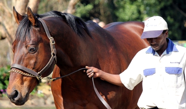 Kahal, pictured at the 2013 Bush Hill Stud stallion day, continues to bring in the Group winning fillies, continuing from last season. Image: Candiese Marnewick