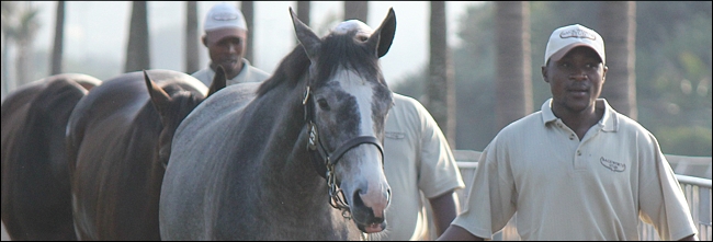 The Backworth Stud string at exercise, Suncoast, led by the beautiful grey filly named Spirada, Lot 137. Image: Candiese Marnewick