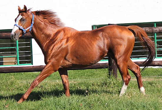 Byword at Middlefield Stud. Image: Candiese Marnewick