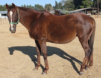 Fancy Fantasy, began a dynasty at Spring Valley Stud. Image: Candiese Marnewick