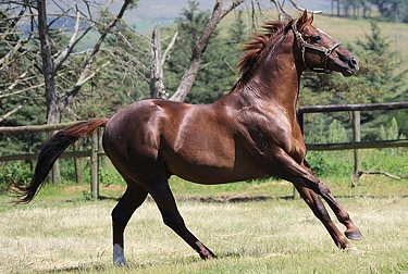 King's Chapel at Bush Hill Stud. Image: Candiese Marnewick