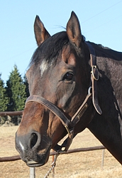 Requiem(AUS) at Spring Valley Stud, August 2011. Image: Candiese Marnewick