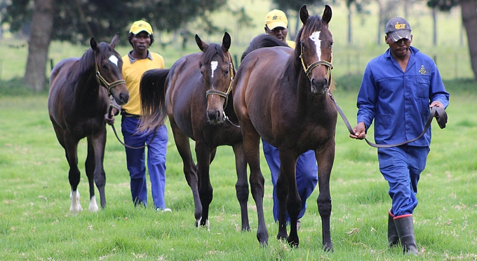 Yellow Star's draft of six Kildonans. Image: Candiese Marnewick